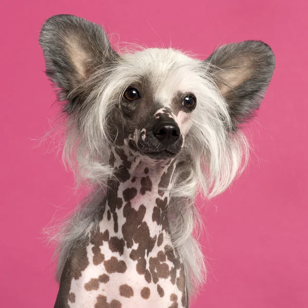 Close-up de Cão Crested chinês na frente de fundo rosa — Fotografia de Stock