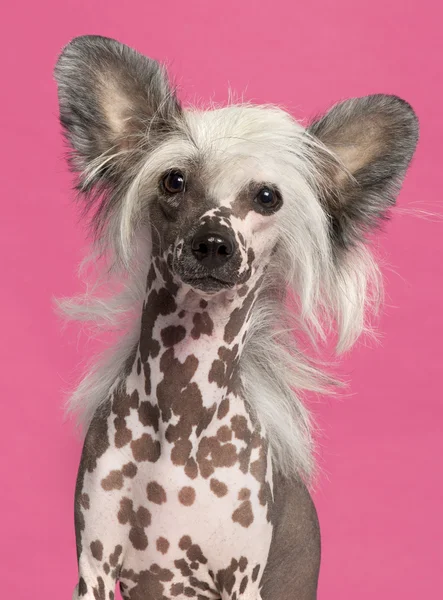 Close-up van chinese crested dog voor roze achtergrond — Stockfoto
