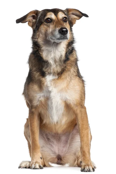 Karışık-breed köpek, 4 yıl yaşlı, önünde oturan arka plan beyaz. — Stok fotoğraf
