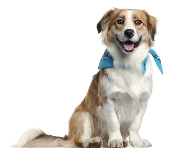 Border Collie wearing blue handkerchief, 1 year old, in front of white background — Stock Photo, Image