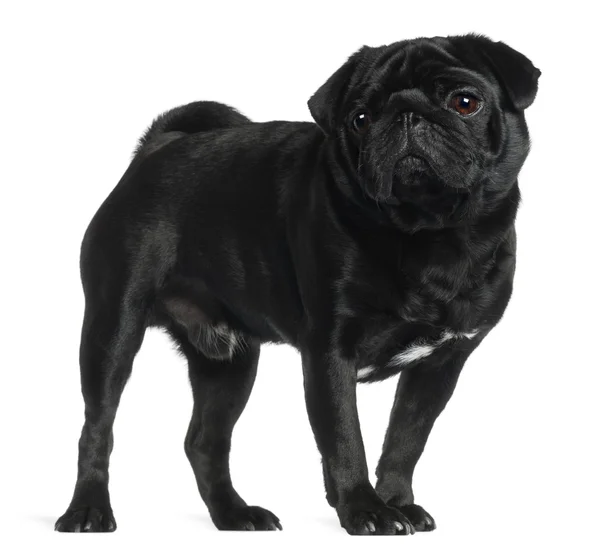 Pug, 2 and a half years old, standing in front of white background — Stock Photo, Image