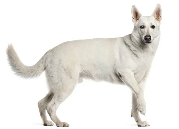 Vit swiss vallhund, 4 år gammal, står framför vit bakgrund — Stockfoto