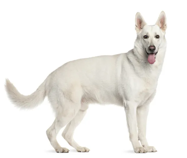 Beyaz swiss çoban köpeği, 4 yıl yaşlı, beyaz arka plan duran — Stok fotoğraf