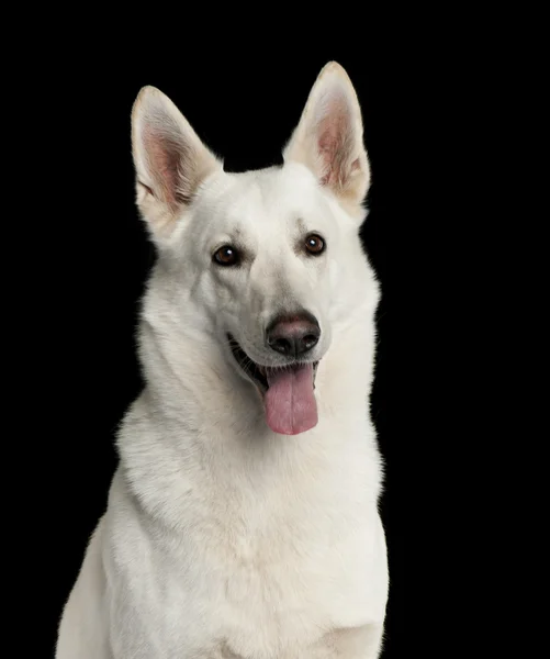 Nahaufnahme eines weißen Schweizer Schäferhundes vor schwarzem Hintergrund — Stockfoto