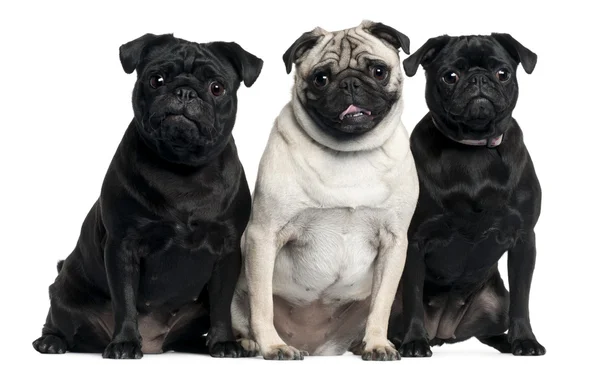 Tres Pugs sentados frente al fondo blanco — Foto de Stock