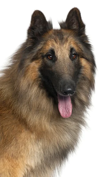 Close-up of Belgian Shepherd or Tervuren, 2 years old, in front of white background — Stock Photo, Image