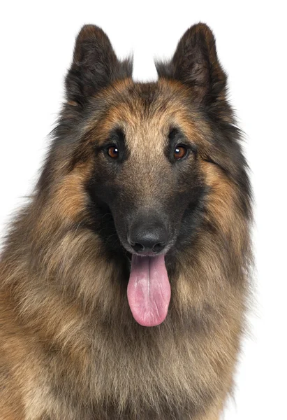 Close-up of Belgian Shepherd or Tervuren, 2 years old, in front of white background — Stock Photo, Image