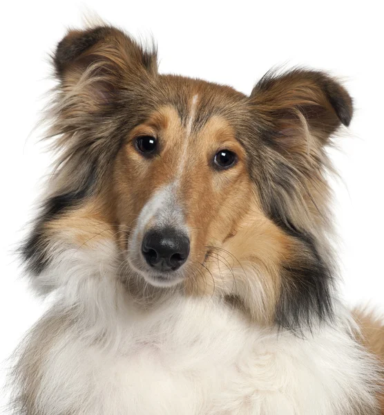Close-up of Scotch Collie, 9 months old, in front of white background — Stock Photo, Image