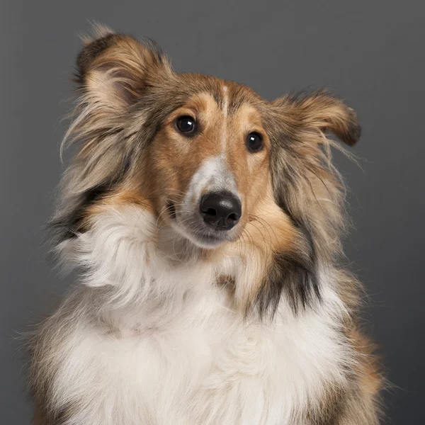 Close-up of Collie in front of grey background — Stock Photo, Image