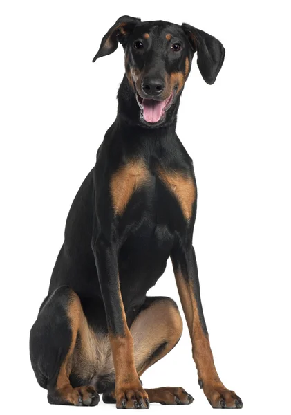 Doberman Pinscher, 8 and a half months old, sitting in front of white background — Stock Photo, Image