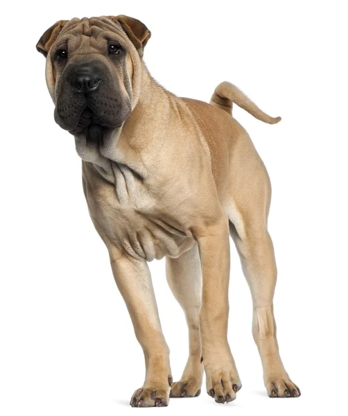Shar Pei puppy, 6 months old, standing in front of white background — Stock Photo, Image