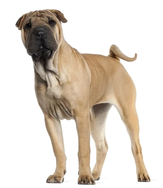Shar pei štěně, 6 měsíců starý, stojící před bílým pozadím — Stock fotografie