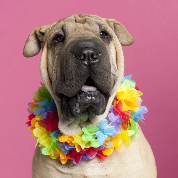 Close-up of Shar-pei wearing Hawaiian lei in front of pink background — Stock Photo, Image
