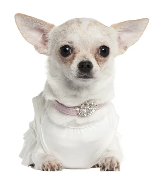 Chihuahua noszenie tiara kołnierz, 10 miesięcy, przed białym tle — Zdjęcie stockowe