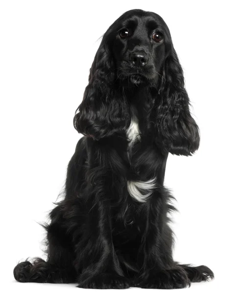 English Cocker Spaniel, 8 months old, sitting in front of white — Stock Photo, Image