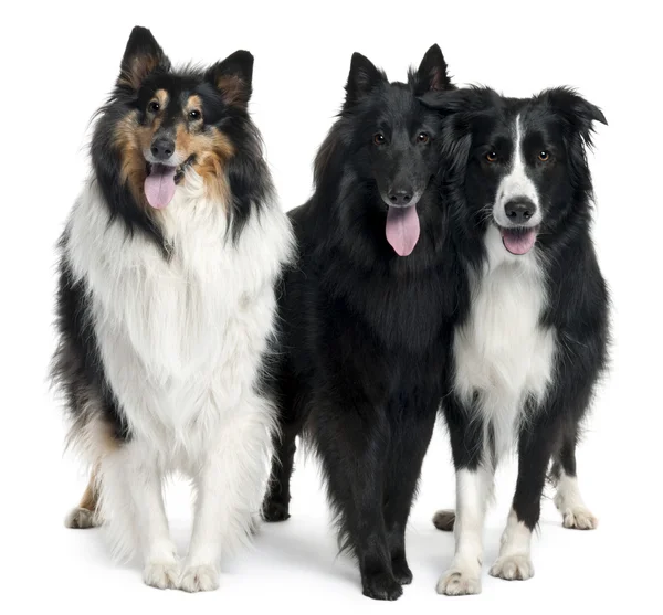 Collies standing in front of white background — Stock Photo, Image