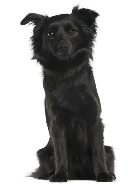 Schipperke, 3 years old, sitting in front of white background — Stock Photo, Image