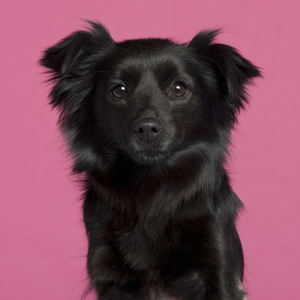 ピンクの背景の前に混合品種犬のクローズ アップ — ストック写真