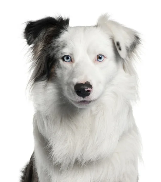 Close-up of Border Collie, 2 years old, in front of white backgr — Stock Photo, Image