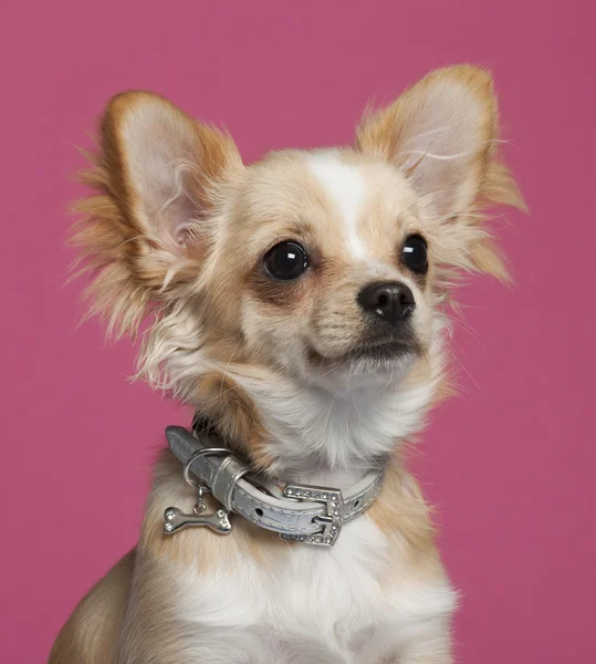 Close-up de Chihuahua na frente de fundo rosa — Fotografia de Stock