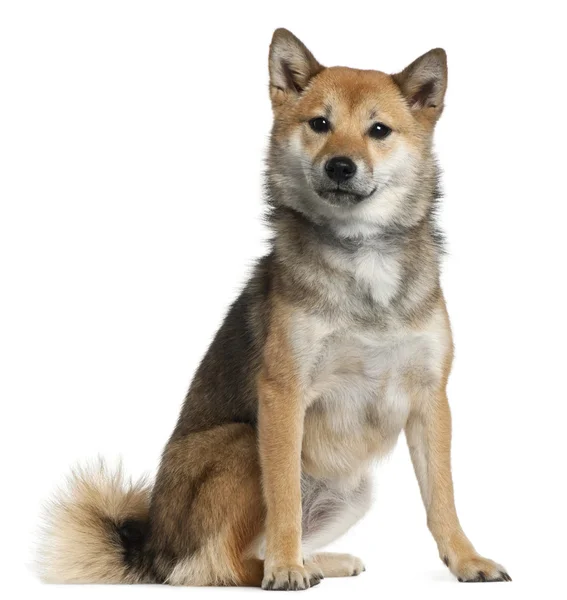 Shiba inu，1 岁，坐在白色背景前 — 图库照片