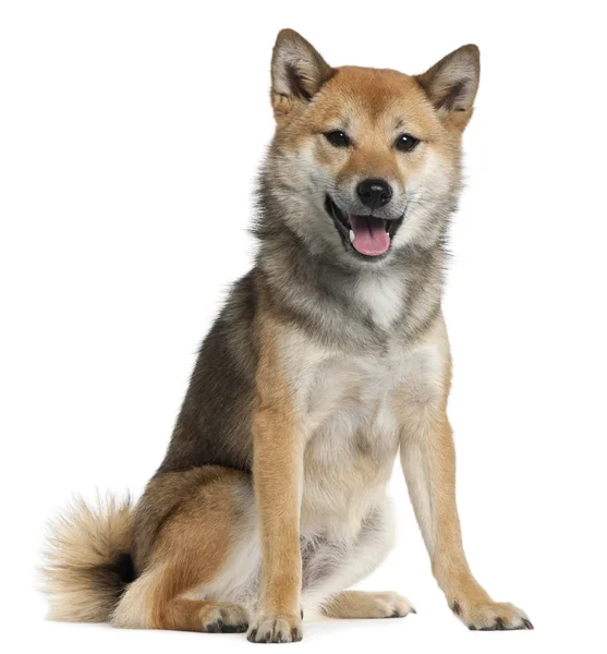 Shiba Inu, 1 year old, sitting in front of white background — Stock Photo, Image