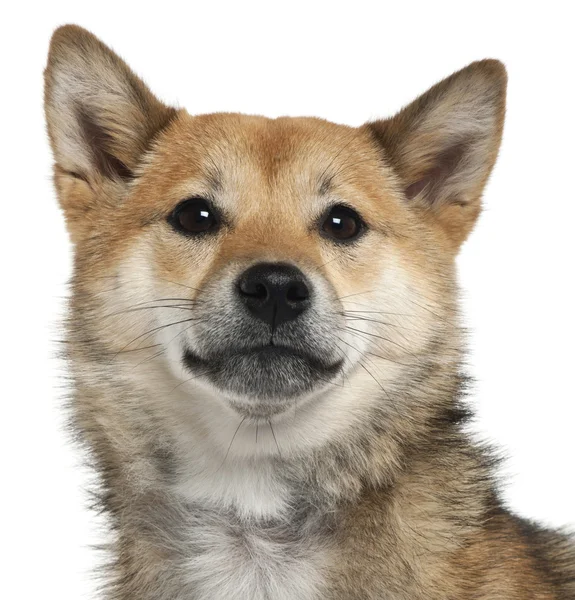 Close-up of Shiba Inu, 1 year old, in front of white background — Stock Photo, Image