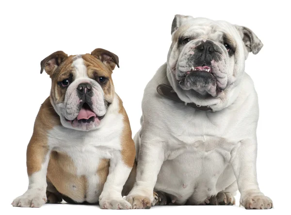 Due Bulldogs inglesi seduti di fronte a sfondo bianco — Foto Stock