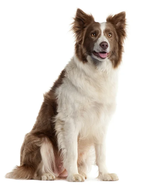 Border Collie, 2 years old, sitting in front of white background — Stock Photo, Image