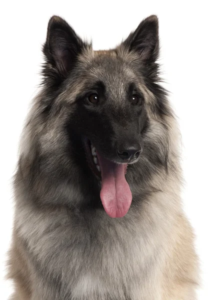 Close-up of Belgian Shepherd, 1 year old, in front of white background — Stock Photo, Image