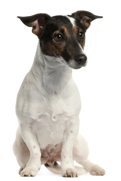 Jack Russell Terrier, 1 and a half years old, sitting in front of white background — Stock Photo, Image