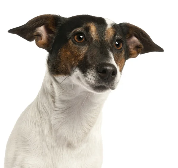 Yakın çekim Jack russell terrier, 2 yıl yaşlı, beyaz arka plan — Stok fotoğraf