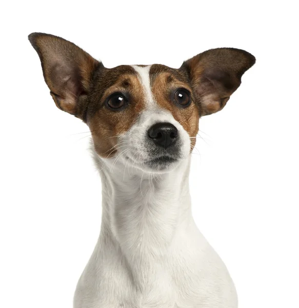 Close-up de Jack Russell Terrier, 2 anos, na frente do fundo branco — Fotografia de Stock