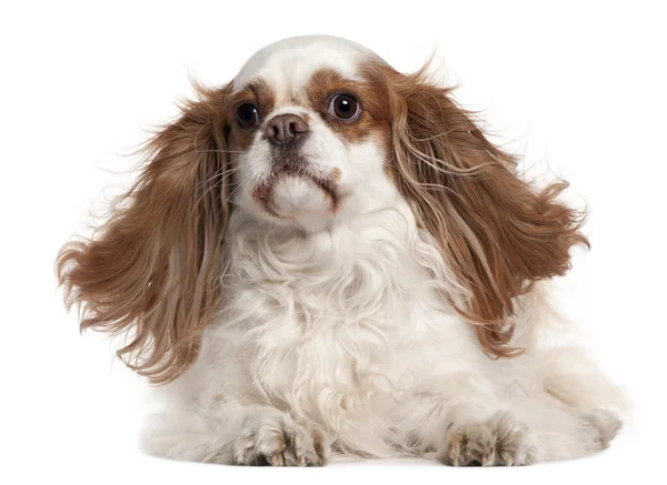 Cavalier King Charles Spaniel, 4 years old, lying in front of white background — Stock Photo, Image