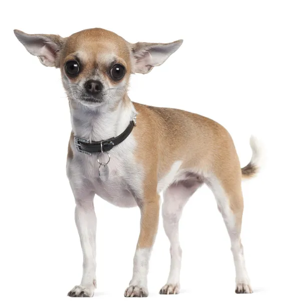 Chihuahua, 3 anos, de pé em frente ao fundo branco — Fotografia de Stock