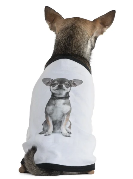 Chihuahua vestido com uma camiseta com uma foto de si mesmo, 3 anos, na frente do fundo branco — Fotografia de Stock