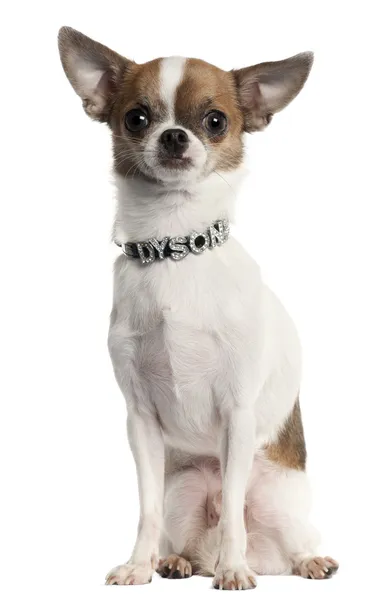 Chihuahua dragen diamant naam tag kraag vergadering voor witte achtergrond — Stockfoto