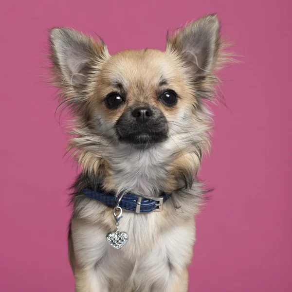 Primer plano de Chihuahua frente a fondo rosa —  Fotos de Stock