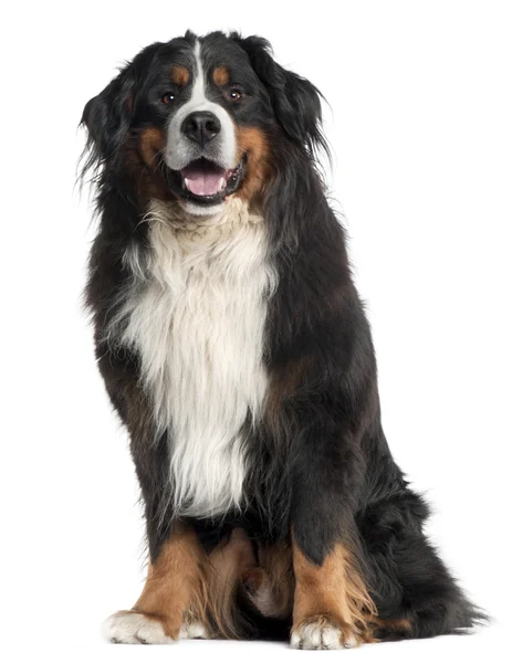 Bernese Mountain Dog, 6 years old, sitting in front of white background — Stock Photo, Image