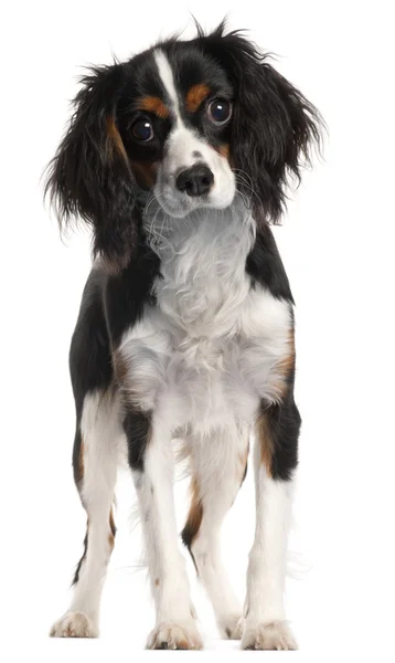 Cavalier King Charles Spaniel, 7 months old, standing in front of white background — Stock Photo, Image