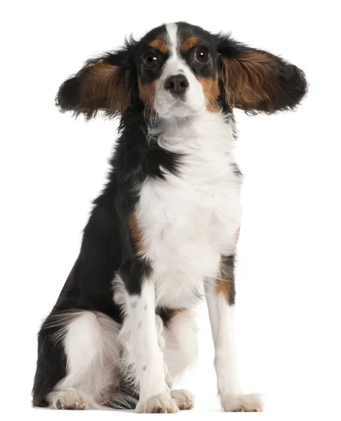 Cavalier King Charles Spaniel, 7 months old, with hair in the wind in front of white background — Stock Photo, Image