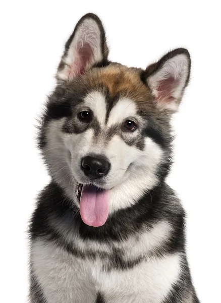 Alaskan malmute puppy, 5 maanden oud, zitten in de voorkant van witte achtergrond — Stockfoto