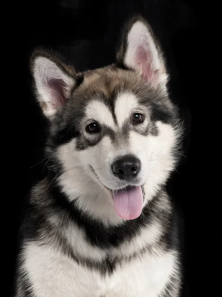 阿拉斯加 malmute 小狗，5 个月大，坐在前面的白色背景 — 图库照片