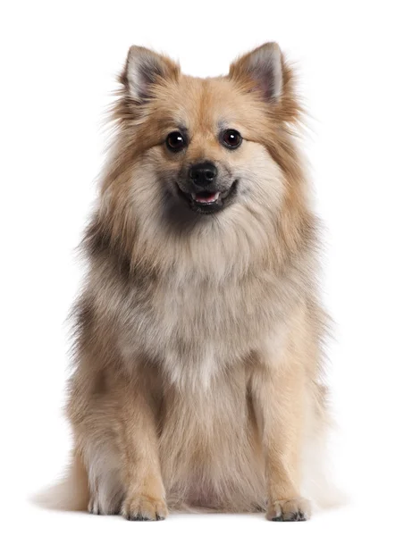 German Spitz, 1 and a half years old, sitting in front of white background — Stock Photo, Image