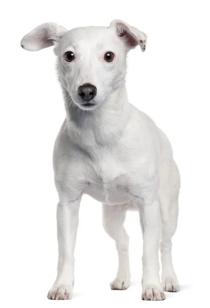 Jack Russell terrier, 5 yıl yaşlı, beyaz arka plan duran — Stok fotoğraf