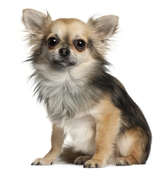 Chihuahua sentado na frente do fundo branco — Fotografia de Stock