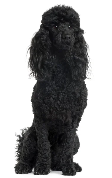 Poodle, 18 months old, sitting in front of white background — Stock Photo, Image