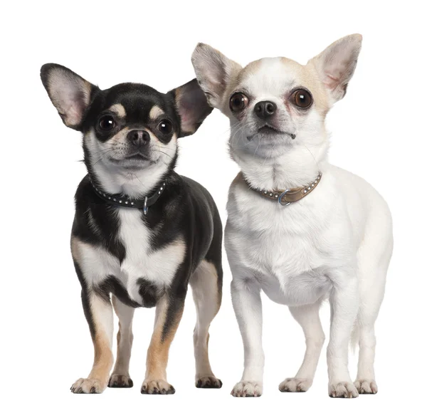 Zwei Chihuahuas vor weißem Hintergrund — Stockfoto