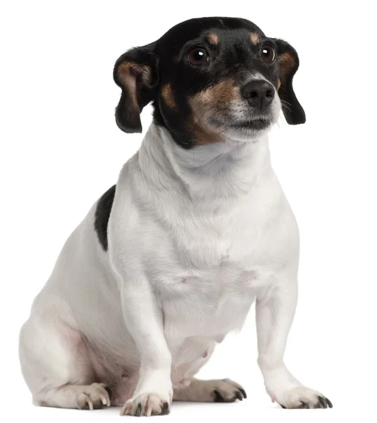 Jack Russell Terrier seduto davanti allo sfondo bianco — Foto Stock