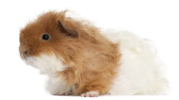 Guinea pig, 7 months old, in front of white background — Stock Photo, Image
